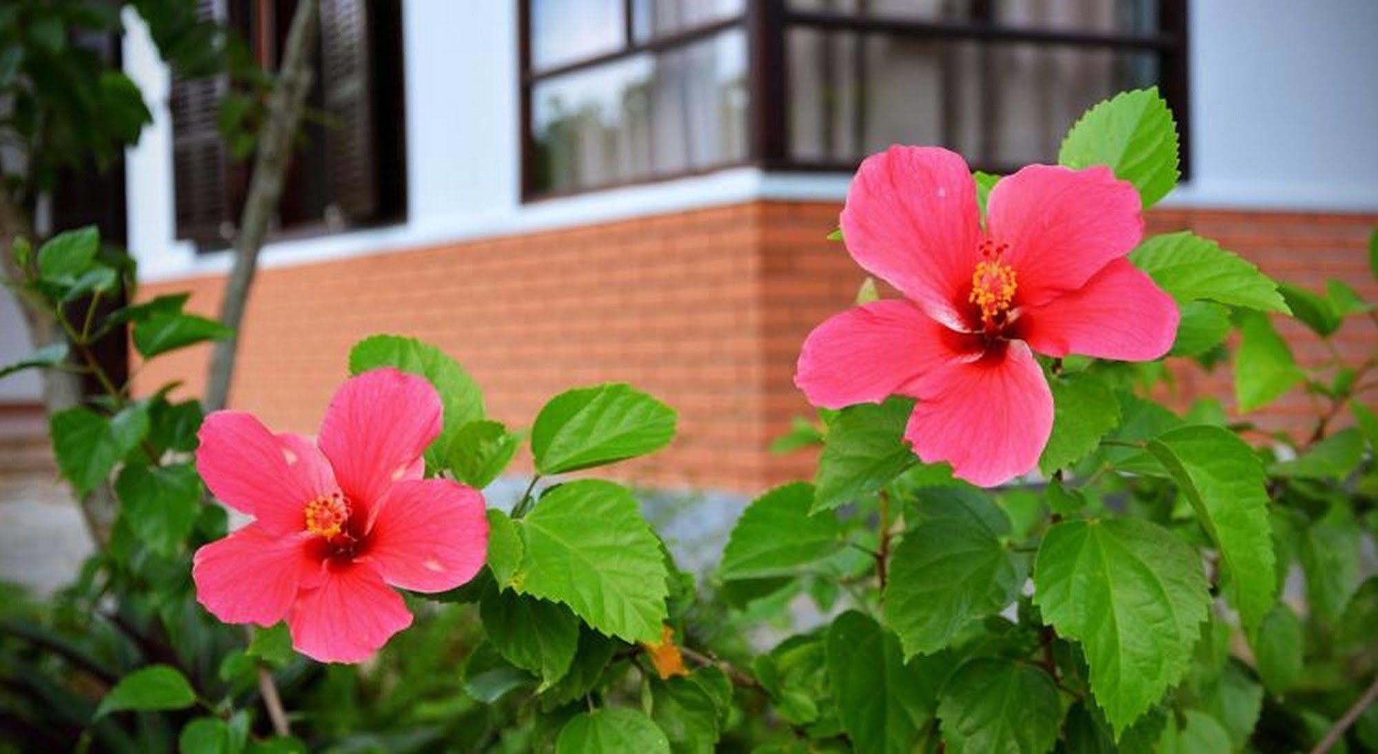 Garden Aroma Homestay Hoi An Esterno foto