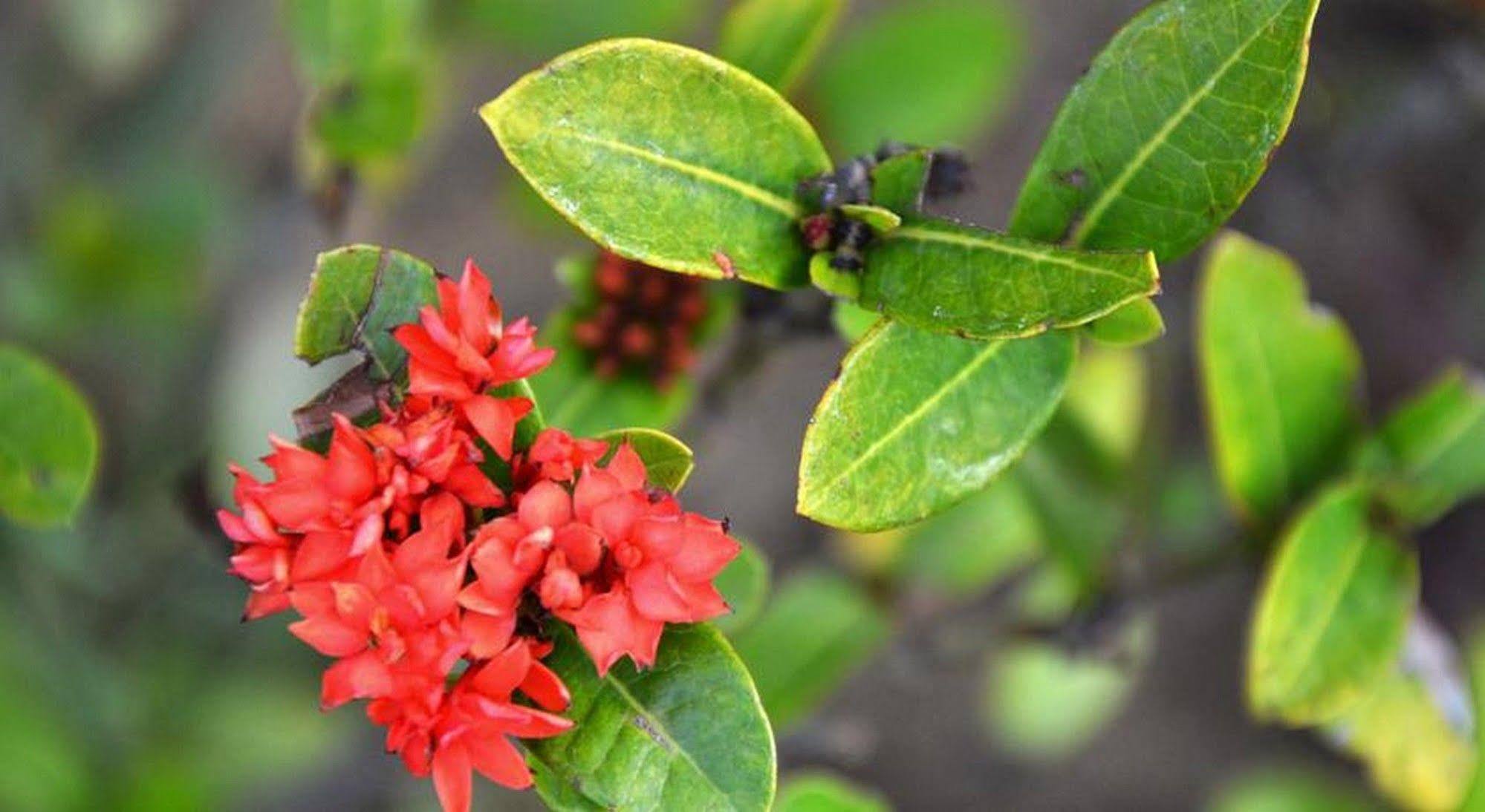Garden Aroma Homestay Hoi An Esterno foto