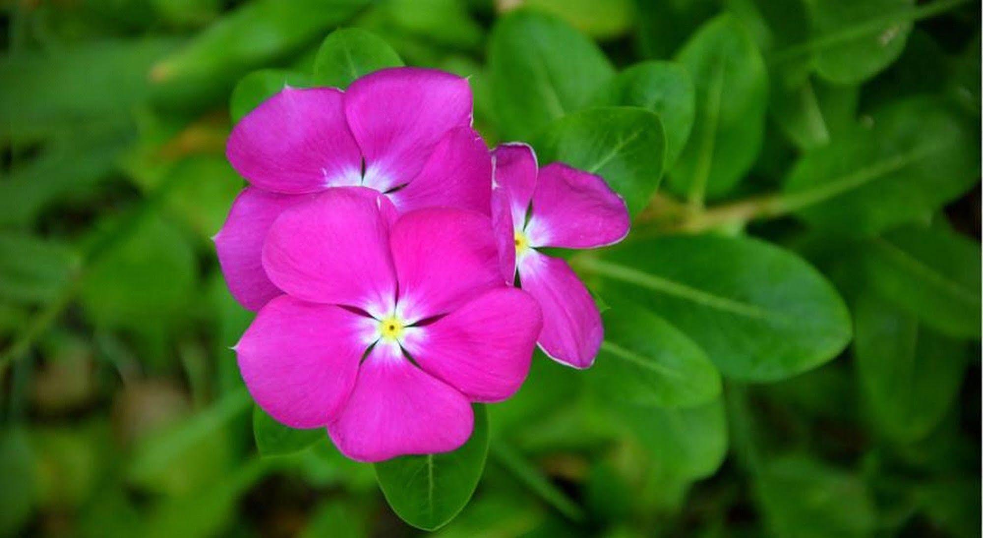 Garden Aroma Homestay Hoi An Esterno foto